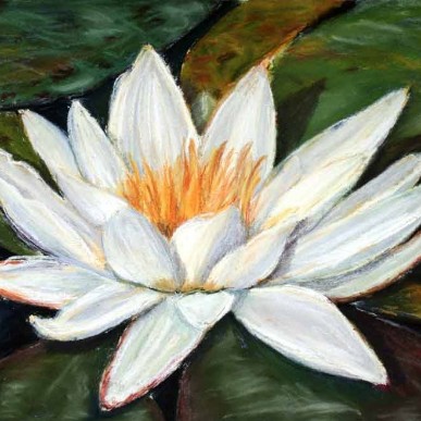 Water Lily - Giclee Reproduction 